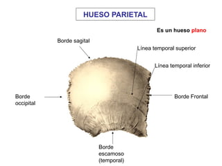 Tema 3.3 esqueleto de la cabeza | PPT