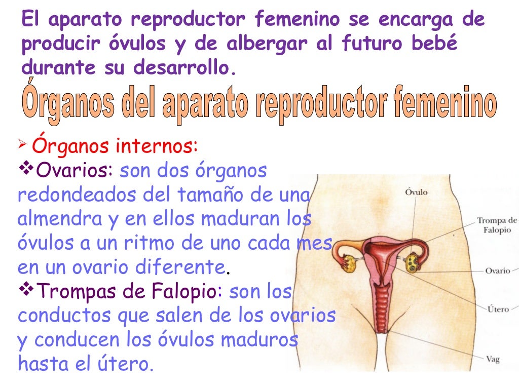 Tema3 4º la reproducción humana Tema3 4º la reproducción humana