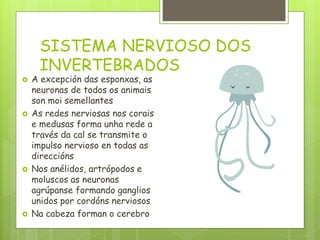 SISTEMA NERVIOSO DOS
INVERTEBRADOS
 A excepción das esponxas, as
neuronas de todos os animais
son moi semellantes
 As redes nerviosas nos corais
e medusas forma unha rede a
través da cal se transmite o
impulso nervioso en todas as
direccións
 Nos anélidos, artrópodos e
moluscos as neuronas
agrúpanse formando ganglios
unidos por cordóns nerviosos
 Na cabeza forman o cerebro
 