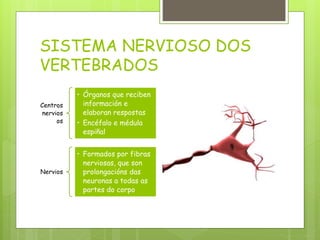 SISTEMA NERVIOSO DOS
VERTEBRADOS
Centros
nervios
os
• Órganos que reciben
información e
elaboran respostas
• Encéfalo e médula
espiñal
Nervios
• Formados por fibras
nerviosas, que son
prolongacións das
neuronas a todas as
partes do corpo
 