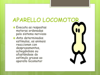 APARELLO LOCOMOTOR
 Executa as respostas
motoras ordenadas
polo sistema nervioso
 Ante determinados
estímulos, os animais
reaccionan con
desprazamentos,
achegándose ou
afastándose do
estímulo grazas ao
aparello locomotor
 