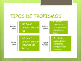 TIPOS DE TROPISMOS
Fototro
pismo
• Os talos
crecen cara á
luz
Xeotro
pismo
• As raíces
crecen cara o
interior da
terra
Hidrotr
opismo
• As raíces
crecen cara
as zonas con
abundante
auga
Tigmot
ropismo
• As plantas
gabeadoras
enrólanse
arredor dun
soporte
 