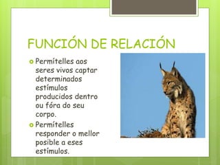 FUNCIÓN DE RELACIÓN
 Permítelles aos
seres vivos captar
determinados
estímulos
producidos dentro
ou fóra do seu
corpo.
 Permítelles
responder o mellor
posible a eses
estímulos.
 