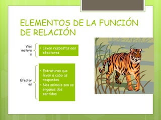 ELEMENTOS DE LA FUNCIÓN
DE RELACIÓN
Vías
motora
s
• Levan respostas aos
efectores
Efector
es
• Estruturas que
levan a cabo as
respostas
• Nos animais son os
órganos dos
sentidos
 