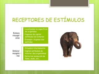 RECEPTORES DE ESTÍMULOS
Extero
rrecept
ores
• Localizados na superficie
do organismo
• Capaces de captar
estímulos do exterior
• Exemplo: órganos dos
sentidos
Interor
recepto
res
• Situados internamente
• Captan estímulos do
interior dos organismos
• Detectan sensación de
fame, sede, etc…
 