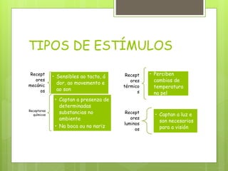 TIPOS DE ESTÍMULOS
Recept
ores
mecánic
os
• Sensibles ao tacto, á
dor, ao movemento e
ao son
Receptores
químicos
• Captan a presenza de
determinadas
substancias no
ambiente
• Na boca ou no nariz
Recept
ores
térmico
s
• Perciben
cambios de
temperatura
na pel
Recept
ores
luminos
os
• Captan a luz e
son necesarios
para a visión
 