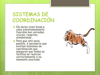 SISTEMAS DE
COORDINACIÓN
 Os seres vivos levan a
cabo simultaneamente
funcións moi variadas:
crecen, respiran,
aliméntanse…
 Para que isto sexa
posible, é necesario que
existan sistemas de
coordinación que
aseguren que todas as
tarefas se realicen
correctamente e no
momento axeitado
 