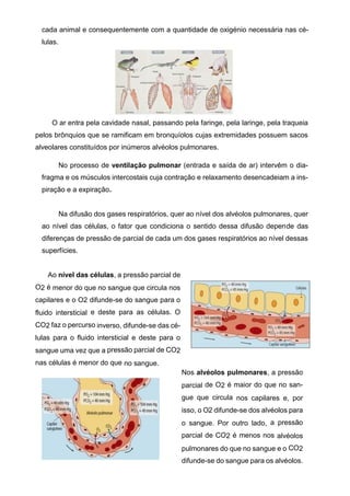 cada animal e consequentemente com a quantidade de oxigénio necessária nas cé-
lulas.
O ar entra pela cavidade nasal, passando pela faringe, pela laringe, pela traqueia
pelos brônquios que se ramificam em bronquíolos cujas extremidades possuem sacos
alveolares constituídos por inúmeros alvéolos pulmonares.
No processo de ventilação pulmonar (entrada e saída de ar) intervêm o dia-
fragma e os músculos intercostais cuja contração e relaxamento desencadeiam a ins-
piração e a expiração.
Na difusão dos gases respiratórios, quer ao nível dos alvéolos pulmonares, quer
ao nível das células, o fator que condiciona o sentido dessa difusão depende das
diferenças de pressão de parcial de cada um dos gases respiratórios ao nível dessas
superfícies.
Ao nível das células, a pressão parcial de
O2 é menor do que no sangue que circula nos
capilares e o O2 difunde-se do sangue para o
fluido intersticial e deste para as células. O
CO2 faz o percurso inverso, difunde-se das cé-
lulas para o fluido intersticial e deste para o
sangue uma vez que a pressão parcial de CO2
nas células é menor do que no sangue.
Nos alvéolos pulmonares, a pressão
parcial de O2 é maior do que no san-
gue que circula nos capilares e, por
isso, o O2 difunde-se dos alvéolos para
o sangue. Por outro lado, a pressão
parcial de CO2 é menos nos alvéolos
pulmonares do que no sangue e o CO2
difunde-se do sangue para os alvéolos.
 