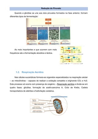 Redução do Piruvato
Quando a glicólise se une aos dois piruvatos formados na fase anterior, formam
diferentes tipos de fermentação:
As mais importantes e que ocorrem com mais
frequência são a fermentação alcoólica e láctica.
1.2. Respiração Aeróbia
Nas células eucarióticas formara-se organelos especializados na respiração celular
– as mitocôndrias – capazes de realizar a oxidação completa e originando CO2 e H20.
Este processo só ocorre com presença de oxigénio – Respiração aeróbia e divide-se em
quatro fases: glicólise, formação de acetil-coenzima A, Ciclo de Krebs, Cadeia
transportadora de eletrões e fosforilação oxidativa.
 