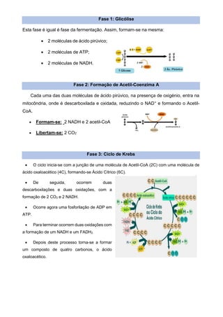 Fase 1: Glicólise
Esta fase é igual é fase da fermentação. Assim, formam-se na mesma:
• 2 moléculas de ácido pirúvico;
• 2 moléculas de ATP;
• 2 moléculas de NADH.
Fase 2: Formação de Acetil-Coenzima A
Cada uma das duas moléculas de ácido pirúvico, na presença de oxigénio, entra na
mitocôndria, onde é descarboxilada e oxidada, reduzindo o NAD+ e formando o Acetil-
CoA.
• Formam-se: 2 NADH e 2 acetil-CoA
• Libertam-se: 2 CO2
Fase 3: Ciclo de Krebs
• O ciclo inicia-se com a junção de uma molécula de Acetil-CoA (2C) com uma molécula de
ácido oxaloacético (4C), formando-se Ácido Cítrico (6C).
• De seguida, ocorrem duas
descarboxilações e duas oxidações, com a
formação de 2 CO2 e 2 NADH.
• Ocorre agora uma fosforilação de ADP em
ATP.
• Para terminar ocorrem duas oxidações com
a formação de um NADH e um FADH2.
• Depois deste processo torna-se a formar
um composto de quatro carbonos, o ácido
oxaloacético.
 