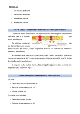 Formam-se:
• 6 moléculas de NADH
• 2 moléculas de FADH2
• 2 moléculas de ATP
• 4 moléculas de CO2.
Fase 4: Cadeia Transportadora de Eletrões e Fosforilação Oxidativa
Ocorre nas cristas mitocondriais. Os transportadores de hidrogénio anteriormente
reduzidos (NADH e FADH2) vão
agora ser oxidados.
Os eletrões resultantes vão
ser transferidos para cadeias
transportadoras de eletrões, cadeia respiratória (formada por proteínas da membrana
interna da mitocôndria).
A transferência de eletrões ao longo desta cadeia conduz à libertação de energia
que permite a síntese de ATP – fosforilação oxidativa (fosforilação do ADP em ATP devido
à oxidação dos transportadores).
O oxigénio, acetor final de eletrões, fica carregado negativamente e combina com
os protões (H+), originando água.
Balanço Energético da Fermentação e da Respiração
Glicólise:
• Oxidação dos compostos orgânicos
• Redução de transportadores (2)
• Síntese de ATP (2)
Formação de Acetil-CoA:
• Oxidação do ácido pirúvico
• Redução de transportadores (2)
 