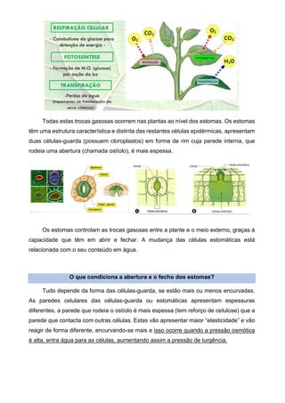 Todas estas trocas gasosas ocorrem nas plantas ao nível dos estomas. Os estomas
têm uma estrutura característica e distinta das restantes células epidérmicas, apresentam
duas células-guarda (possuem cloroplastos) em forma de rim cuja parede interna, que
rodeia uma abertura (chamada ostíolo), é mais espessa.
Os estomas controlam as trocas gasosas entre a plante e o meio externo, graças à
capacidade que têm em abrir e fechar. A mudança das células estomáticas está
relacionada com o seu conteúdo em água.
O que condiciona a abertura e o fecho dos estomas?
Tudo depende da forma das células-guarda, se estão mais ou menos encurvadas.
As paredes celulares das células-guarda ou estomáticas apresentam espessuras
diferentes, a parede que rodeia o ostíolo é mais espessa (tem reforço de celulose) que a
parede que contacta com outras células. Estas vão apresentar maior “elasticidade” e vão
reagir de forma diferente, encurvando-se mais e isso ocorre quando a pressão osmótica
é alta, entra água para as células, aumentando assim a pressão de turgência.
 