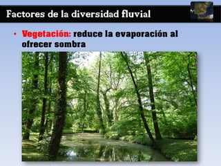 Factores de la diversidad fluvial
• Vegetación: reduce la evaporación al
ofrecer sombra
 