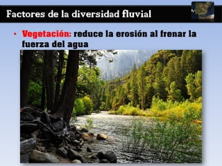 Factores de la diversidad fluvial
• Vegetación: reduce la erosión al frenar la
fuerza del agua
 