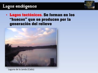 Lagos endógenos
• Lagos tectónicos. Se forman en los
“huecos” que se producen por la
generación del relieve
Laguna de la Janda (Cádiz)
 