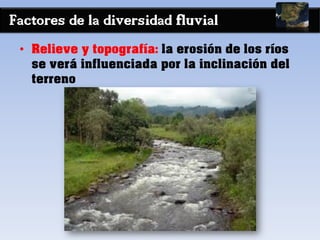 Factores de la diversidad fluvial
• Relieve y topografía: la erosión de los ríos
se verá influenciada por la inclinación del
terreno
 