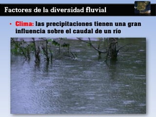 Factores de la diversidad fluvial
• Clima: las precipitaciones tienen una gran
influencia sobre el caudal de un río
 