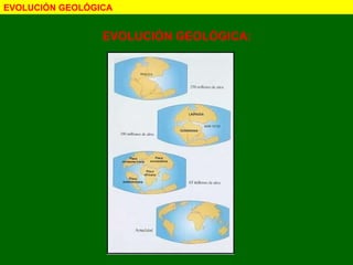 EVOLUCIÓN GEOLÓGICA EVOLUCIÓN GEOLÓGICA: 