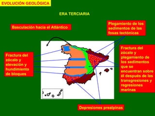 Basculación hacia el Atlántico Fractura del zócalo y elevación y hundimiento de bloques Plegamiento de los sedimentos de las fosas tectónicas Fractura del zócalo y plegamiento de los sedimentos que se encuentran sobre él después de las transgresiones y regresiones marinas Depresiones prealpinas EVOLUCIÓN GEOLÓGICA ERA TERCIARIA 