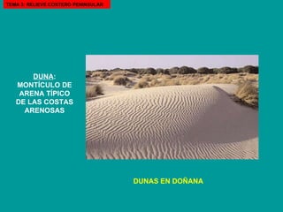 DUNA : MONTÍCULO DE ARENA TÍPICO DE LAS COSTAS ARENOSAS DUNAS EN DOÑANA TEMA 3: RELIEVE COSTERO PENINSULAR 