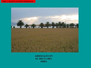 ARROZALES EN EL DELTA DEL EBRO TEMA 3: RELIEVE COSTERO PENINSULAR 