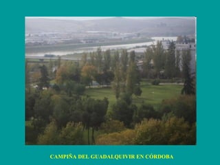 CAMPIÑA DEL GUADALQUIVIR EN CÓRDOBA 