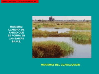 MARISMA : LLANURA DE FANGO QUE SE FORMA EN LAS BAHÍAS BAJAS. MARISMAS DEL GUADALQUIVIR TEMA 3: RELIEVE COSTERO PENINSULAR 