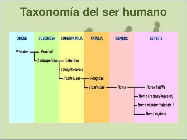 Taxonomia De Humanos