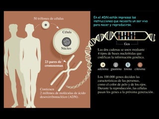 En el ADN están impresas las instrucciones que necesita un ser vivo para nacer y reproducirse. 