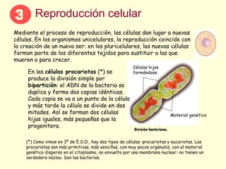 Reproducción celular En las  células procariotas  (*) se produce la división simple por  bipartición : el ADN de la bacteria se duplica y forma dos copias idénticas. Cada copia se va a un punto de la célula y más tarde la célula se divide en dos mitades. Así se forman dos células hijas iguales, más pequeñas que la progenitora. Mediante el proceso de reproducción, las células dan lugar a nuevas células. En los organismos unicelulares, la reproducción coincide con la creación de un nuevo ser; en los pluricelulares, las nuevas células forman parte de los diferentes tejidos para sustituir a las que mueren o para crecer. (*) Como vimos en 3º de E.S.O., hay dos tipos de células: procariotas y eucariotas. Las procariotas son más primitivas, más sencillas, con muy pocos orgánulos, con el material genético disperso en el citoplasma, no envuelto por una membrana nuclear: no tienen un verdadero núcleo. Son las bacterias. Células hijas formándose Material genético División bacteriana. 3 