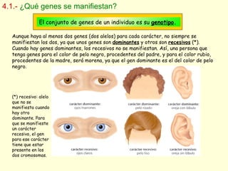 4.1.-   ¿Qué genes se manifiestan? El conjunto de genes de un individuo es su  genotipo . Aunque haya al menos dos genes (dos alelos) para cada carácter, no siempre se manifiestan los dos, ya que unos genes son  dominantes  y otros son  recesivos  (*). Cuando hay genes dominantes, los recesivos no se manifiestan. Así, una persona que tenga genes para el color de pelo negro, procedentes del padre, y para el color rubio, procedentes de la madre, será morena, ya que el gen dominante es el del color de pelo negro. (*) recesivo: alelo que no se manifiesta cuando hay otro dominante. Para que se manifieste un carácter recesivo, el gen para ese carácter tiene que estar presente en los dos cromosomas.  