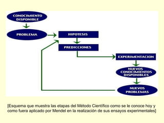 [Esquema que muestra las etapas del Método Científico como se le conoce hoy y como fuera aplicado por Mendel en la realización de sus ensayos experimentales]  