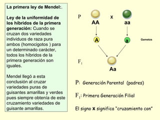 La primera ley de Mendel: .  Ley de la uniformidad de los híbridos de la primera generación:  Cuando se cruzan dos variedades individuos de raza pura ambos (homocigotos ) para un determinado carácter, todos los híbridos de la primera generación son iguales.  Mendel llegó a esta conclusión al cruzar variedades puras de guisantes amarillas y verdes pues siempre obtenía de este cruzamiento variedades de guisante amarillas. X AA aa A a Aa P F 1 P :  Generación Parental  (padres) F 1 : Primera Generación Filial El signo  x  significa “cruzamiento con” Gametos 