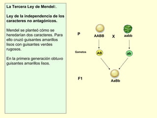La Tercera Ley de Mendel: .  Ley de la independencia de los caracteres no antagónicos.   Mendel se planteó cómo se heredarían dos caracteres. Para ello cruzó guisantes amarillos lisos con guisantes verdes rugosos.  En la primera generación obtuvo guisantes amarillos lisos. X AABB aabb AB ab AaBb P F1 Gametos 