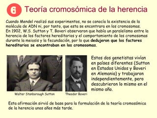 Teoría cromosómica de la herencia Cuando Mendel realizó sus experimentos, no se conocía la existencia de la molécula de ADN ni, por tanto, que esta se encontrara en los cromosomas. En 1902, W.S. Sutton y T. Boveri observaron que había un paralelismo entre la herencia de los factores hereditarios y el comportamiento de los cromosomas durante la meiosis y la fecundación, por lo que  dedujeron que los factores hereditarios se encontraban en los cromosomas . Walter Stanborough Sutton  Theodor Boveri  Estos dos genetistas vivían en países diferentes (Sutton en Estados Unidos y Boveri en Alemania) y trabajaron independientemente, pero descubrieron lo mismo en el mismo año. Esta afirmación sirvió de base para la formulación de la teoría cromosómica de la herencia unos años más tarde. 6 