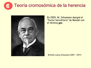 Teoría cromosómica de la herencia En 1909, W. Johannsen designó el “factor hereditario” de Mendel con el término  gen . Wilhelm Ludvig Johannsen (1857 - 1927)  6 