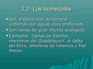 2.2- Los humedales2.2- Los humedales
 Def: Extensiones de terrenoDef: Extensiones de terreno
cubiertas por aguas poco profundascubiertas por aguas poco profundas
 Son zonas de gran interés ecológico.Son zonas de gran interés ecológico.
 Ejemplos: Tablas de Daimiel,Ejemplos: Tablas de Daimiel,
marismas del Guadalquivir, el deltamarismas del Guadalquivir, el delta
del Ebro, albuferas de Valencia y Mardel Ebro, albuferas de Valencia y Mar
Menor.Menor.
 