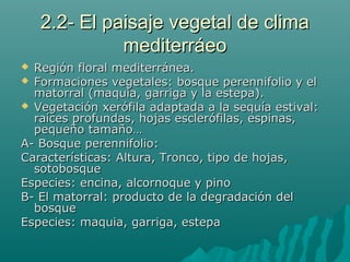2.2- El paisaje vegetal de clima2.2- El paisaje vegetal de clima
mediterráeomediterráeo
 Región floral mediterránea.Región floral mediterránea.
 Formaciones vegetales: bosque perennifolio y elFormaciones vegetales: bosque perennifolio y el
matorral (maquia, garriga y la estepa).matorral (maquia, garriga y la estepa).
 Vegetación xerófila adaptada a la sequía estival:Vegetación xerófila adaptada a la sequía estival:
raíces profundas, hojas esclerófilas, espinas,raíces profundas, hojas esclerófilas, espinas,
pequeño tamaño…pequeño tamaño…
A- Bosque perennifolio:A- Bosque perennifolio:
Características: Altura, Tronco, tipo de hojas,Características: Altura, Tronco, tipo de hojas,
sotobosquesotobosque
Especies: encina, alcornoque y pinoEspecies: encina, alcornoque y pino
B- El matorral: producto de la degradación delB- El matorral: producto de la degradación del
bosquebosque
Especies: maquia, garriga, estepaEspecies: maquia, garriga, estepa
 