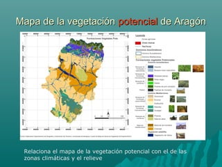 Mapa de la vegetaciónMapa de la vegetación potencialpotencial de Aragónde Aragón
Relaciona el mapa de la vegetación potencial con el de las
zonas climáticas y el relieve
 