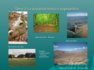 Tema 3- La diversidad hídrica y biogeográficaTema 3- La diversidad hídrica y biogeográfica
Nacimiento del Tajo
Selva de Irati - NAvarra
Delta del Ebro
Vegetación esteparia – Valle del Ebro
Bosque
mediterráneo
- Dehesa
salamantina
 
