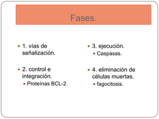 Fases.


 1. vías de               3. ejecución.
  señalización.              Caspasas.


 2. control e             4. eliminación de
  integración.             células muertas.
   Proteínas BCL-2.         fagocitosis.
 