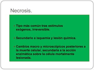 Necrosis.

  Tipo más común tras estímulos
  exógenos, irreversible.

  Secundario a isquemia y lesión química.


  Cambios macro y microscópicos posteriores a
  la muerte celular, secundaria a la acción
  enzimática sobre la célula mortalmente
  lesionada.
 