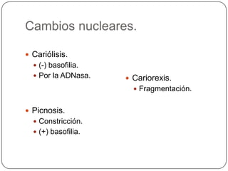 Cambios nucleares.

 Cariólisis.
   (-) basofilia.
   Por la ADNasa.    Cariorexis.
                        Fragmentación.


 Picnosis.
   Constricción.
   (+) basofilia.
 