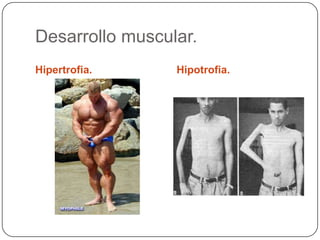 Desarrollo muscular.
Hipertrofia.     Hipotrofia.
 