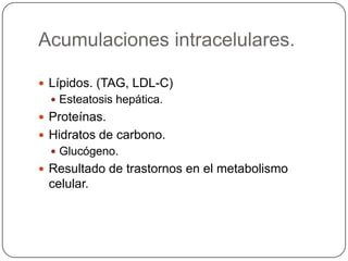Acumulaciones intracelulares.

 Lípidos. (TAG, LDL-C)
   Esteatosis hepática.
 Proteínas.
 Hidratos de carbono.
   Glucógeno.
 Resultado de trastornos en el metabolismo
 celular.
 