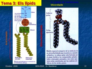 4. Lípids de membrana Glicerolípids Glicerofosfolípids Àcid fosfatídic Tema 3: Els lípids 