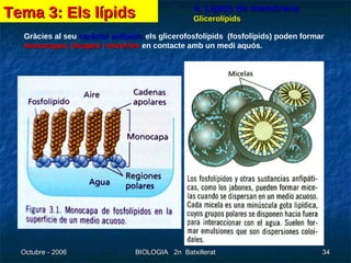 4. Lípids de membrana Glicerolípids Gràcies al seu  caràcter anfipàtic  els glicerofosfolípids  (fosfolípids) poden formar  monocapes, bicapes i micel·les  en contacte amb un medi aquós. Tema 3: Els lípids 