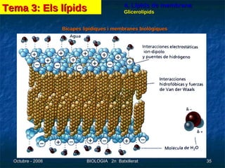 4. Lípids de membrana Glicerolípids Bicapes lipídiques i membranes biològiques Tema 3: Els lípids 