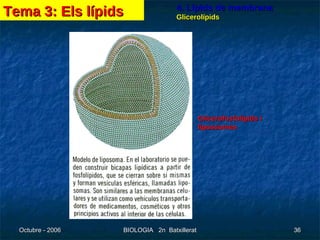 4. Lípids de membrana Glicerolípids Glicerofosfolípids i lipossomes Tema 3: Els lípids 