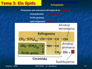 4. Lípids de membrana Esfingolípids Poseeixen una estructura derivada de la  ceramida . Aminoalcohol Esfingosina Àcids grassos Unió mitjançant  enllaç amida . Tema 3: Els lípids 